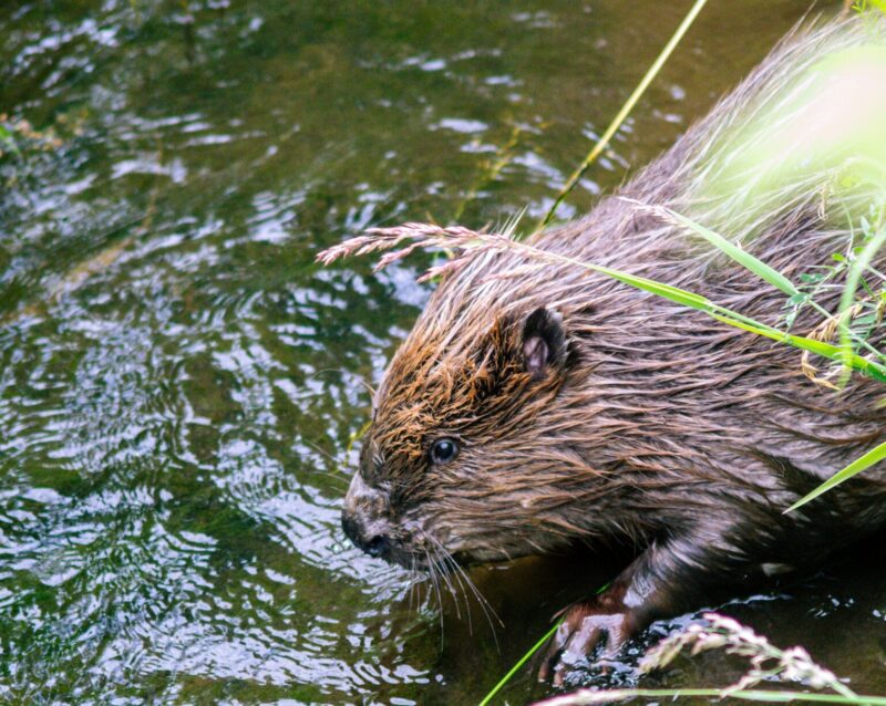  A beaver entering the water. Credit: Maria Thompson, Natural England
